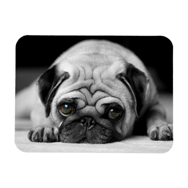 Imán Sad Pug (Horizontal)