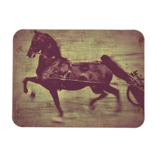 Imán Saddlebred Song