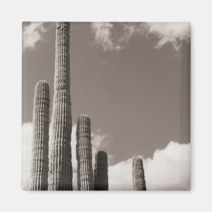 Imán Saguaro Cactus Pipes Refrigeradores Desiertos