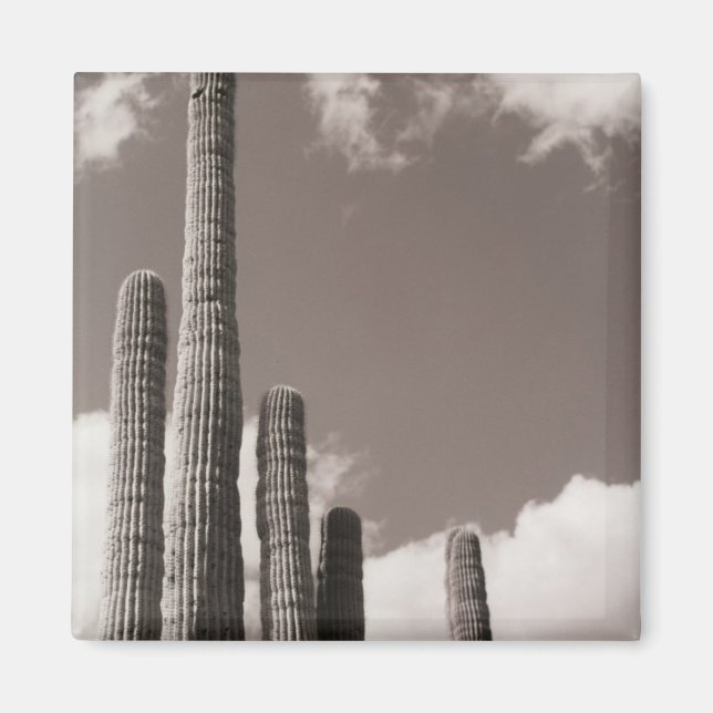 Imán Saguaro Cactus Pipes Refrigeradores Desiertos (Frente)