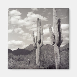 Imán Saguaro Cactus Refrigerador del Desierto Sonorano
