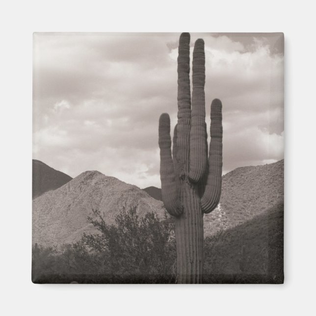 Imán Saguaro Cactus Refrigeradores del Desierto Sonoran (Frente)