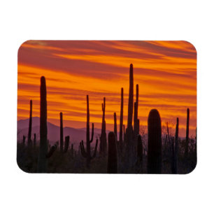 Imán Saguaro, puesta de sol, Parque Nacional Saguaro