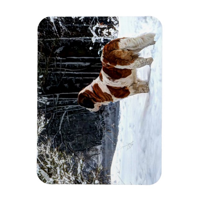 Imán Saint Bernard snow photographic Christmas greeting (Vertical)