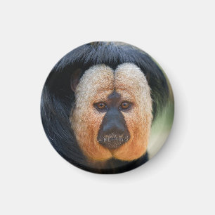 Imán Saki de cara blanca