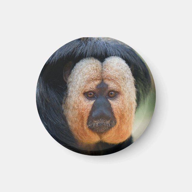 Imán Saki de cara blanca (Frente)