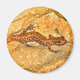 Imán Salamander de la cueva