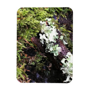 Imán Salamander Escondiéndose Bajo Registro, Washington