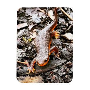 Imán Salamandra en el bosque