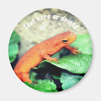 Imán Salamandra Red Eft Naturaleza Personalizada