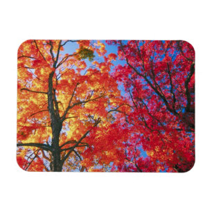 Imán Salida de otoño en rojo brillante, naranja y amari