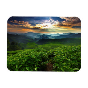 Imán Salida del sol sobre granja del té