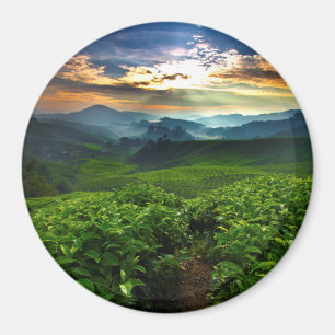 Imán Salida del sol sobre granja del té