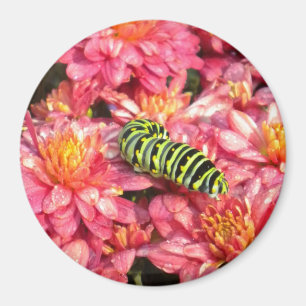 Imán Salir de la oruga