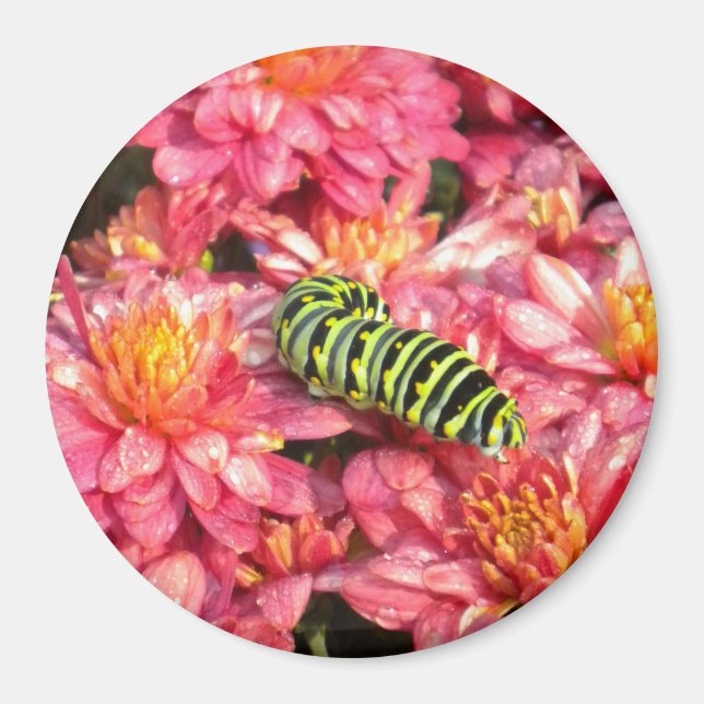 Imán Salir de la oruga (Frente)