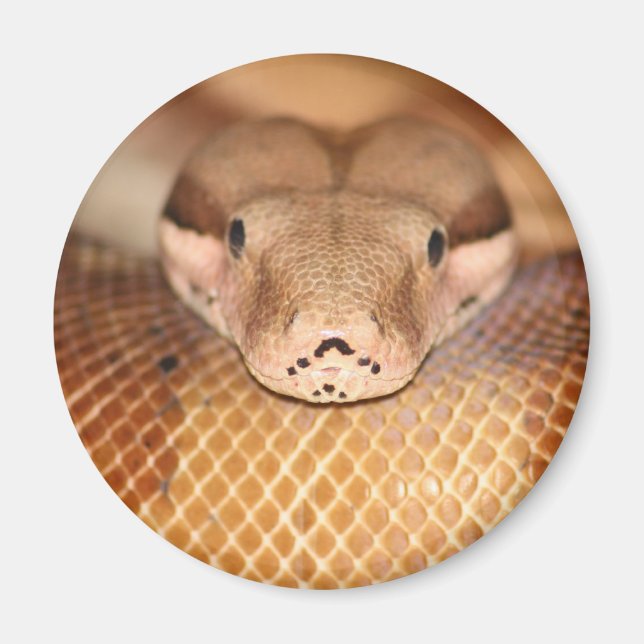 Imán Salmon Boa Magnet (Frente)