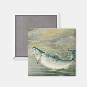 Imán Salmón de California por S.A. Kilbourne, Pescado A