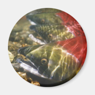 Imán Salmones de Sockeye