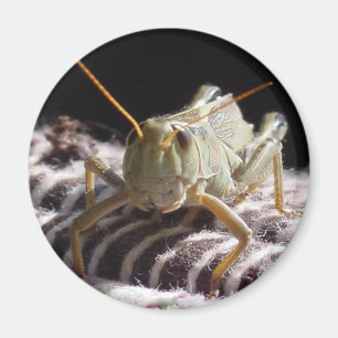 Imán Saltamontes