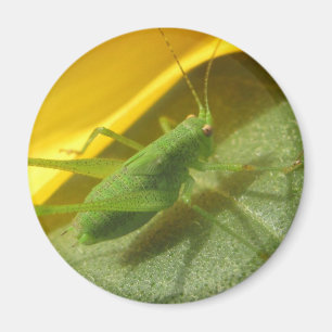 Imán Saltamontes
