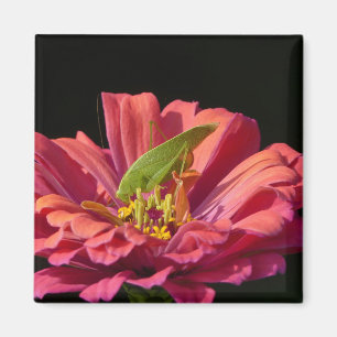 Imán Saltamontes en Zinnia