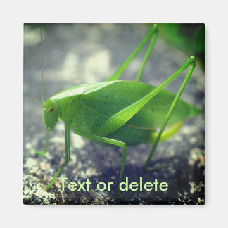 Imán Saltamontes Katydid Personalizado Naturaleza
