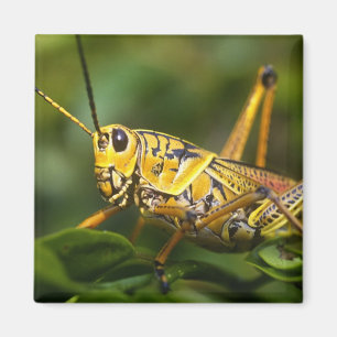 Imán Saltamontes, Parque Nacional Everglades, Florida,