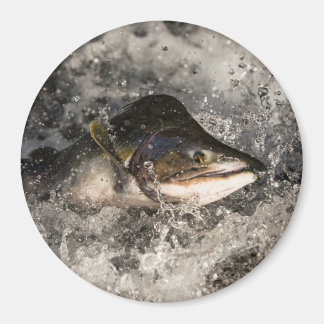 Imán Saltando Salmon