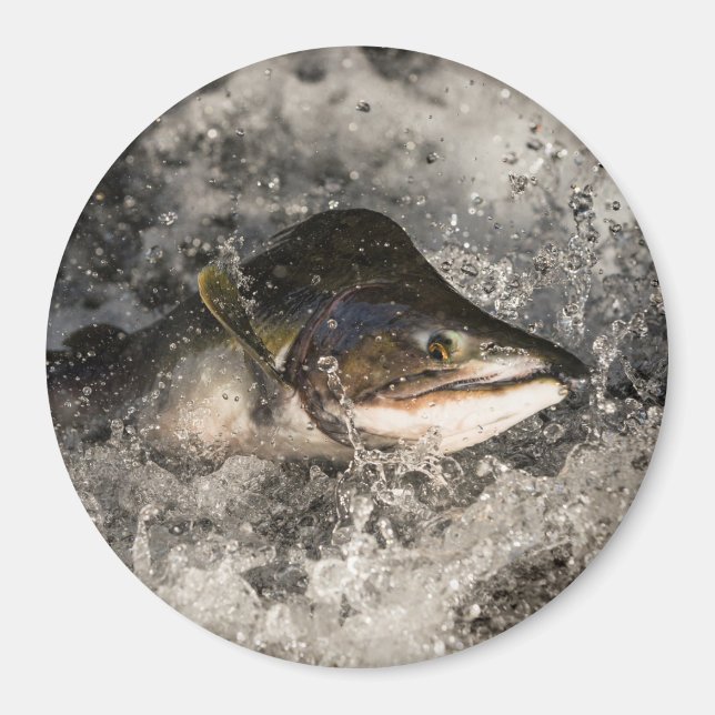Imán Saltando Salmon (Frente)