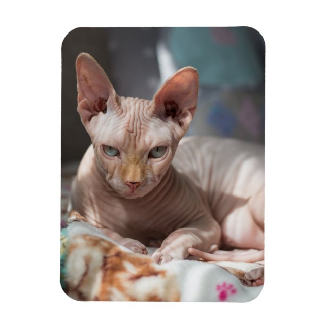 Imán Salto de gato lindo sin pieles (Vertical)