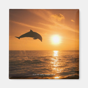 Imán Salto del delfín de Bottlenose