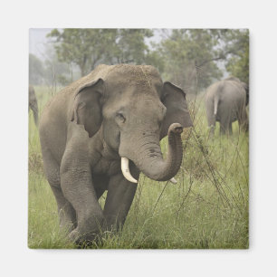 Imán Saludo de elefante asiático indio