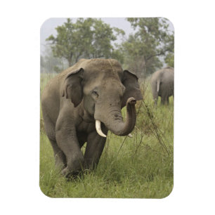 Imán Saludo de elefante asiático indio