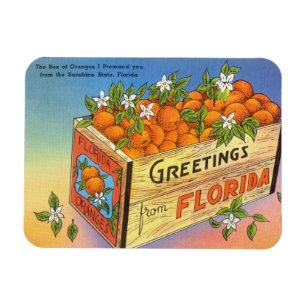 Imán Saludos antiguos de Florida Citrus Fruit