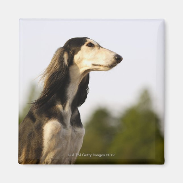 Imán Saluki (Frente)