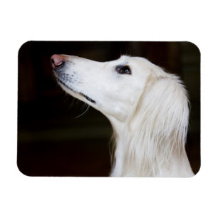 Imán Saluki que mira para arriba