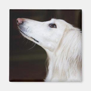 Imán Saluki que mira para arriba