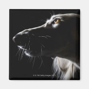 Imán Saluki, retrato