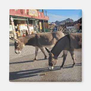 Imán Salvaje Burros en Oatman, Arizona