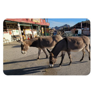Imán Salvaje Burros en Oatman, Arizona