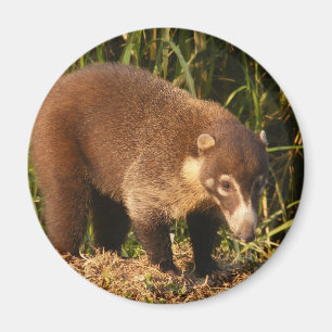 Imán salvaje de Mundi del Coati