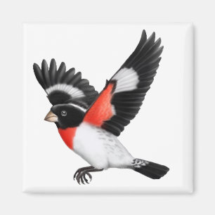 Imán salvaje del pájaro del pájaro color de ros