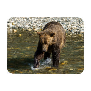 Imán Salvaje Grizzly Tratando De Captar Salmón En El To