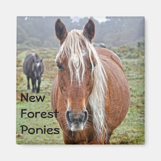 Imán Salvaje Palomino Nuevo bosque Ponies Regalo de ama