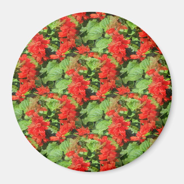 Imán Salvia... (Frente)