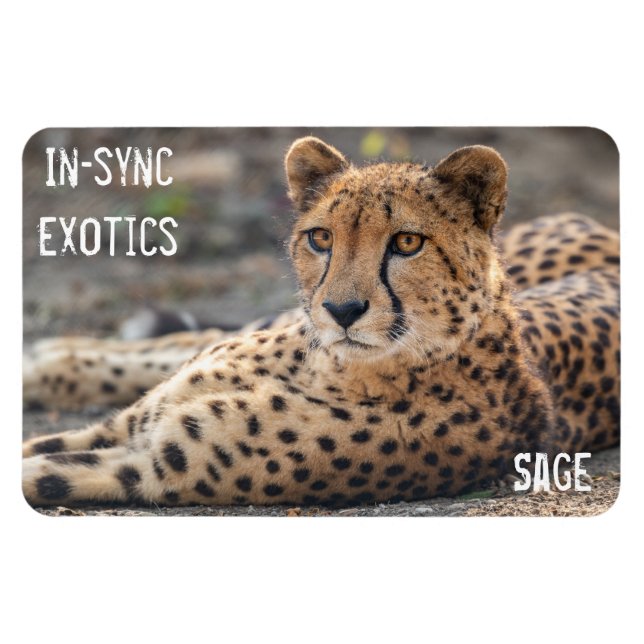 Imán Salvia- (Horizontal)