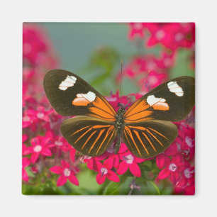 Imán Sammamish Washington Fotografía de Mariposa en 14