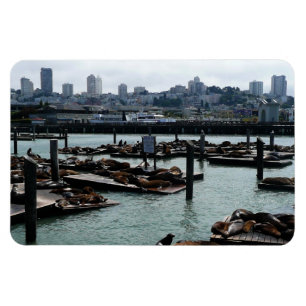 Imán San Francisco y leones marinos del Pier 39 panoram