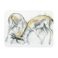Sand Gazelles 2009 5