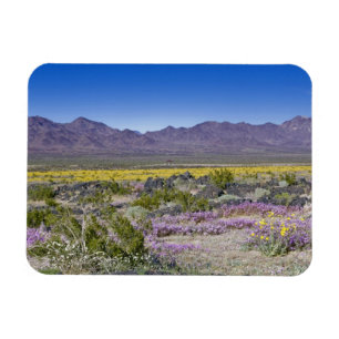 Imán Sand Verbena y Desert Gold en Amboy Crater, CA,